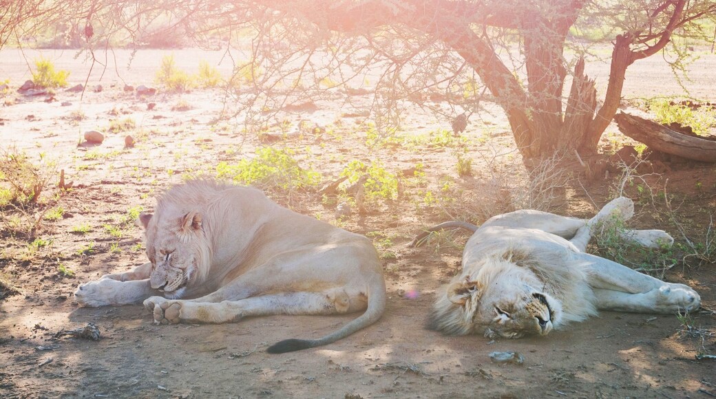 I really loved the Madikwe Game Reserve in South Africa. This place has been set up exclusively for eco tourism and is busy with so many varieties of animal! Come and see them here, in the mother land! Theres lots of accomodation on offer within the reserve and we stayed at the Madikwe Safari Lodge, Lelapa. :)