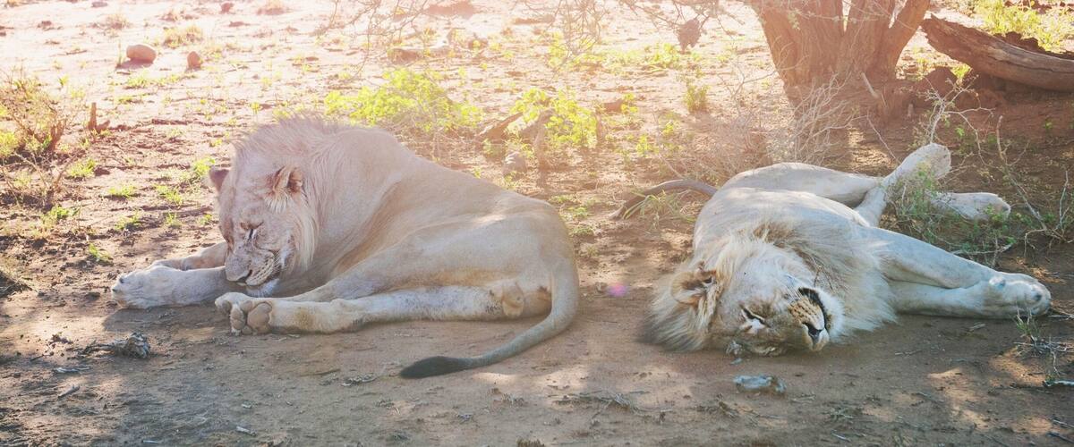 I really loved the Madikwe Game Reserve in South Africa. This place has been set up exclusively for eco tourism and is busy with so many varieties of animal! Come and see them here, in the mother land! Theres lots of accomodation on offer within the reserve and we stayed at the Madikwe Safari Lodge, Lelapa. :)
