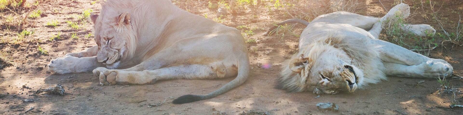 I really loved the Madikwe Game Reserve in South Africa. This place has been set up exclusively for eco tourism and is busy with so many varieties of animal! Come and see them here, in the mother land! Theres lots of accomodation on offer within the reserve and we stayed at the Madikwe Safari Lodge, Lelapa. :)