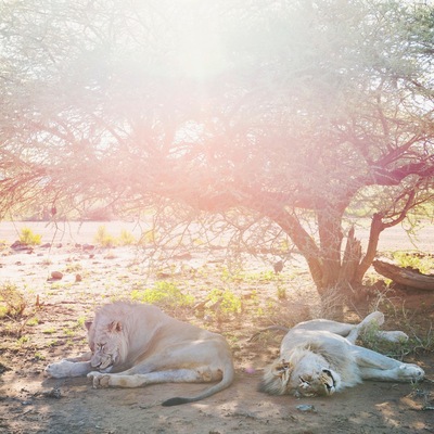 I really loved the Madikwe Game Reserve in South Africa. This place has been set up exclusively for eco tourism and is busy with so many varieties of animal! Come and see them here, in the mother land! Theres lots of accomodation on offer within the reserve and we stayed at the Madikwe Safari Lodge, Lelapa. :)