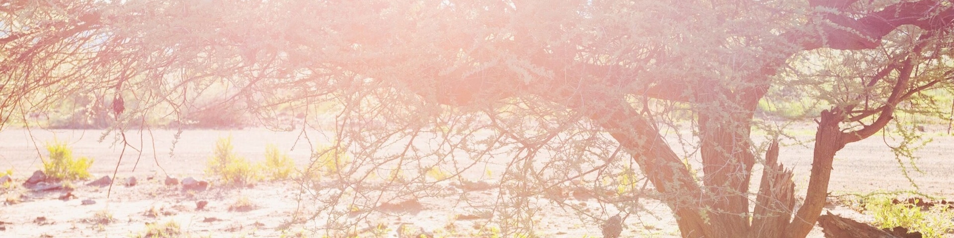 I really loved the Madikwe Game Reserve in South Africa. This place has been set up exclusively for eco tourism and is busy with so many varieties of animal! Come and see them here, in the mother land! Theres lots of accomodation on offer within the reserve and we stayed at the Madikwe Safari Lodge, Lelapa. :)