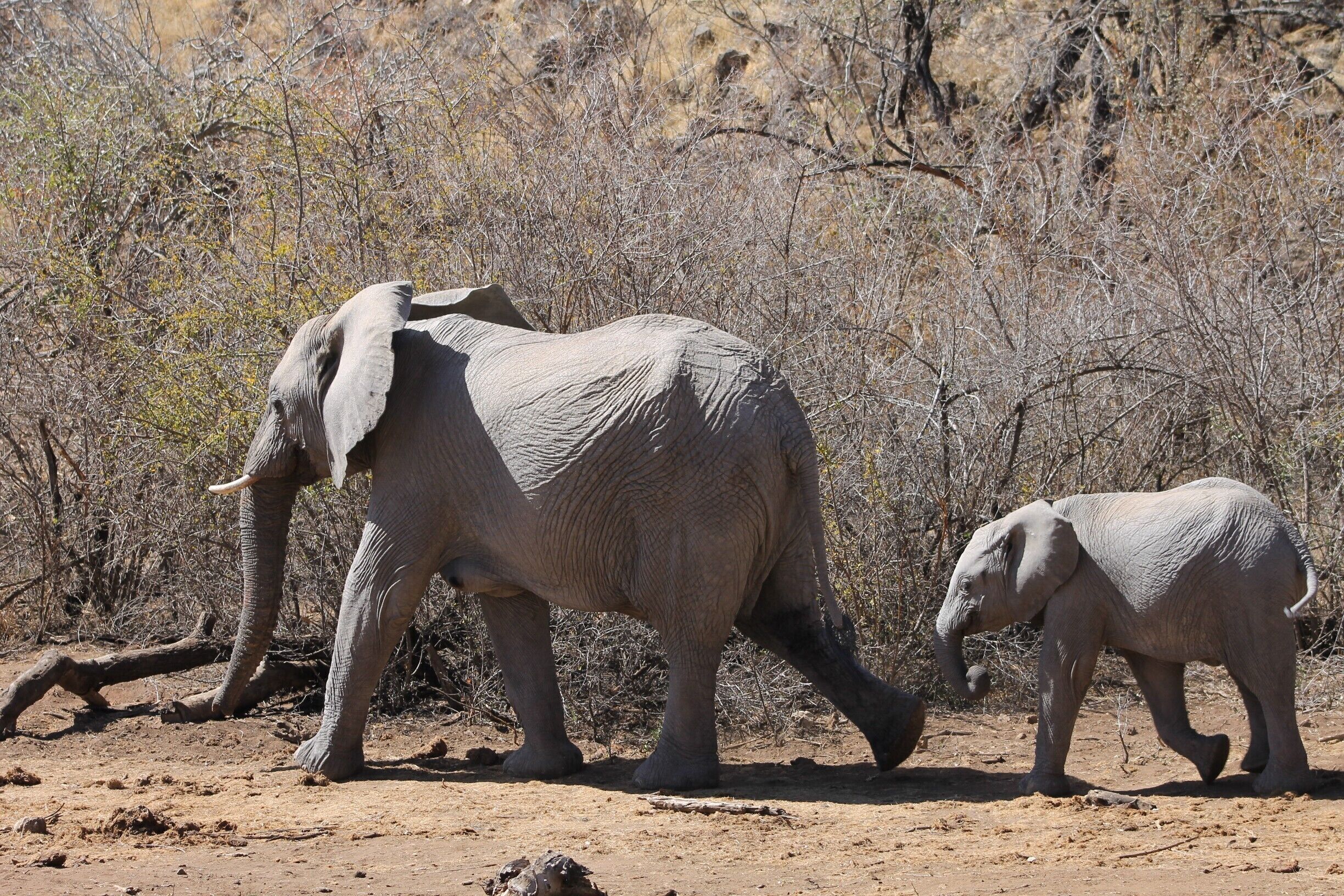 Herds of elephants arrived at the watering hotel at Tunigi Safari Lodge  in the Madiwke Game Reserve in South Africa.