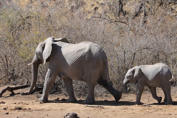 Two elephants walking in a dry, bushy landscape.