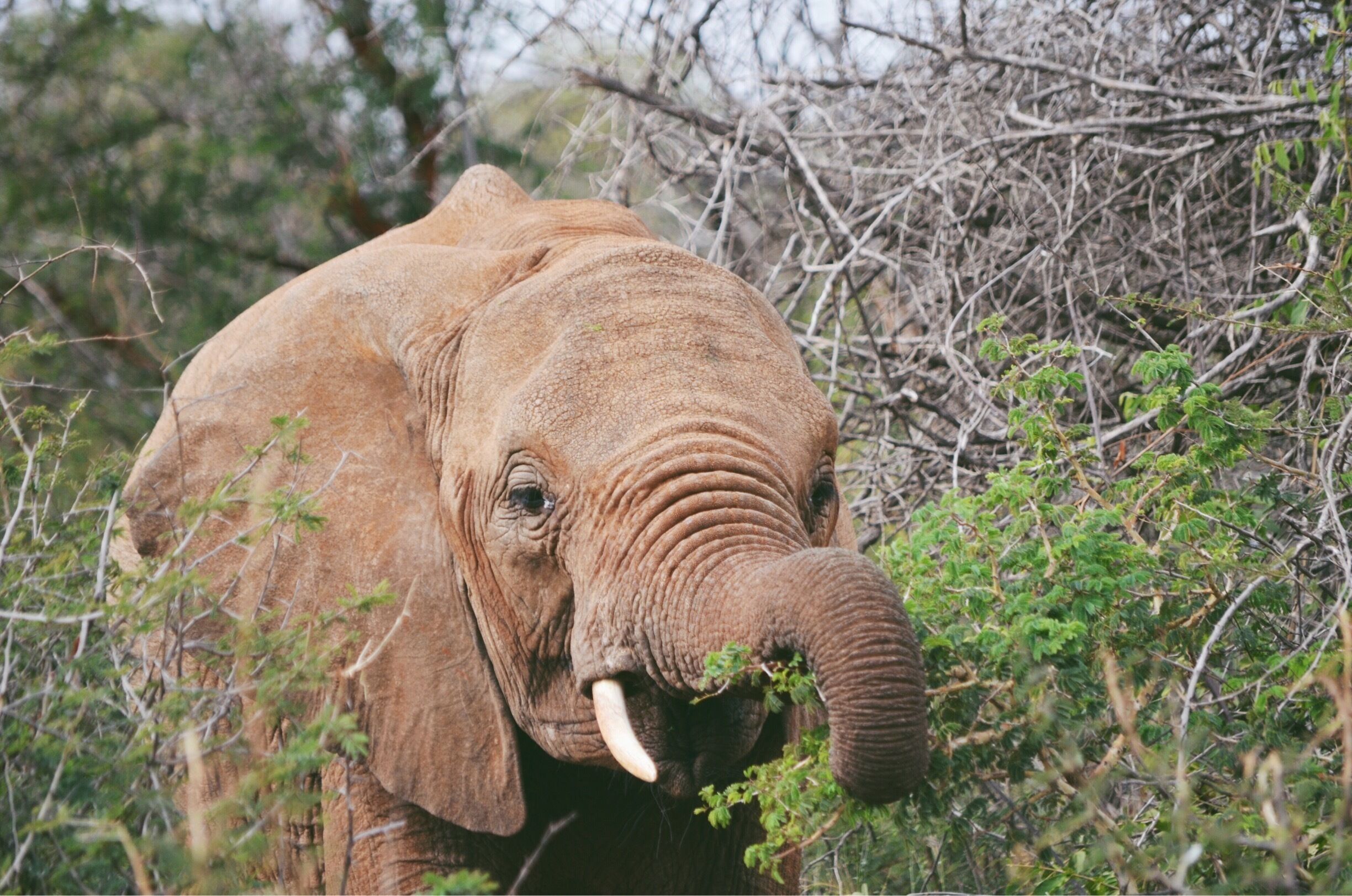 Look how cute this lil elephant is! I met a herd of elephants on my game drive at Madikwe Game Reserve in South Africa. #Africa #SouthAfrica 