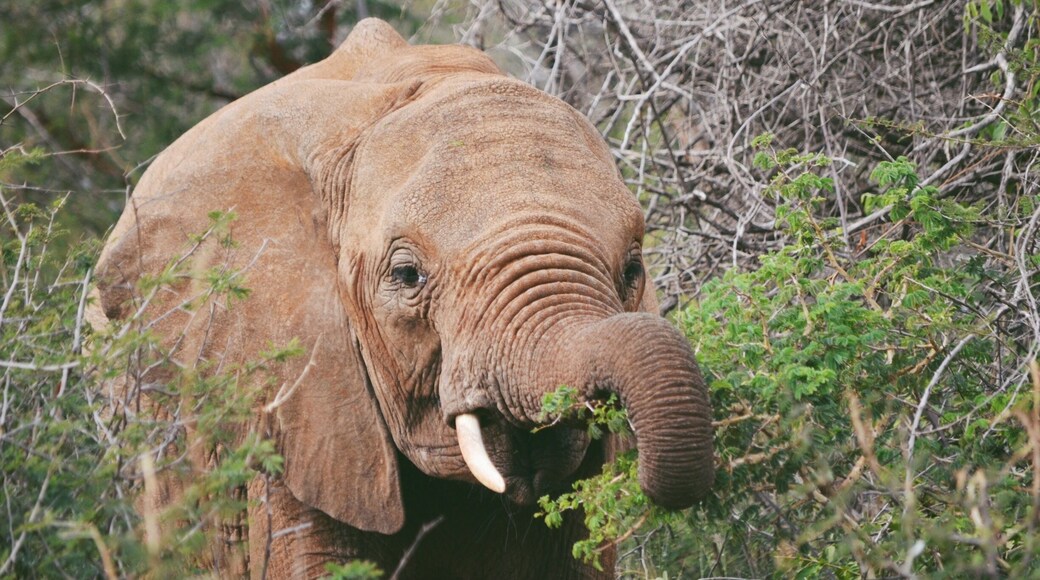 Look how cute this lil elephant is! I met a herd of elephants on my game drive at Madikwe Game Reserve in South Africa. #Africa #SouthAfrica