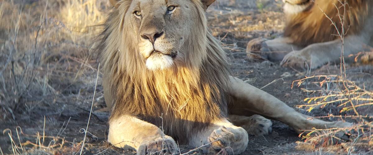 Brothers of the pride #kingsofthejungle #perspectives #southafrica