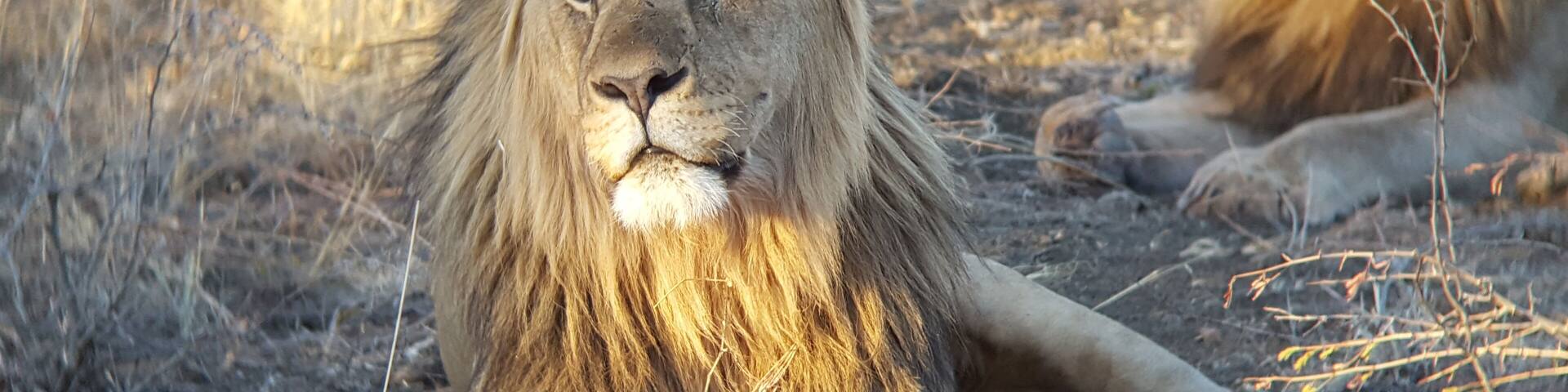 Brothers of the pride #kingsofthejungle #perspectives #southafrica