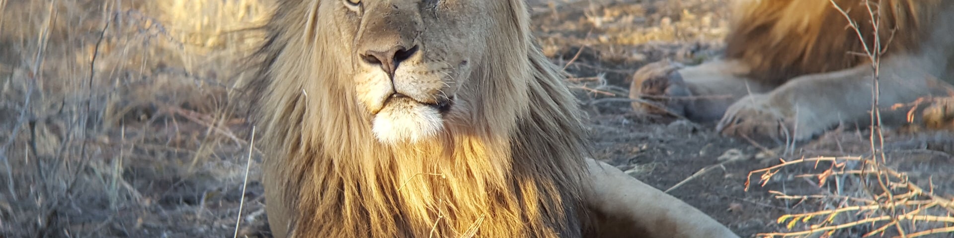 Brothers of the pride #kingsofthejungle #perspectives #southafrica