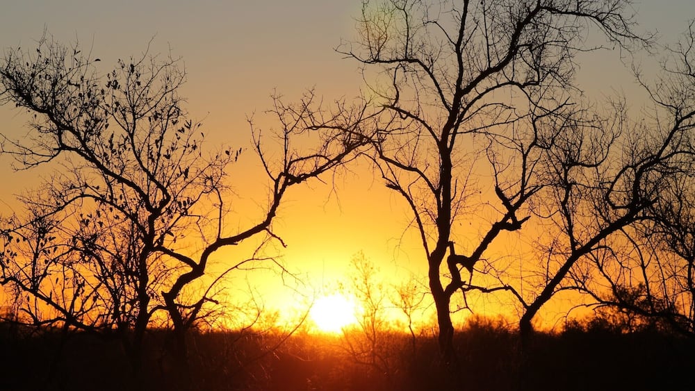 A sunset with silhouetted trees against a vibrant sky.