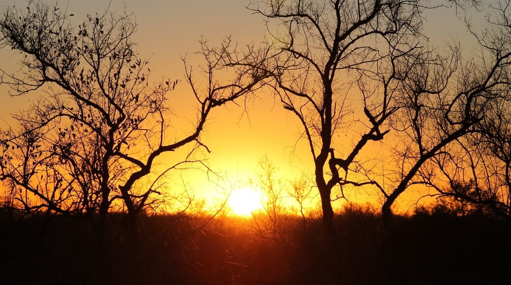Beautiful South African sunrise. This was taken on our first safari of the day at Madikwe Game Reserve, from Tuningi Lodge. A trip of a lifetime!
