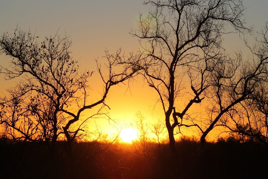 Beautiful South African sunrise. This was taken on our first safari of the day at Madikwe Game Reserve, from Tuningi Lodge. A trip of a lifetime!