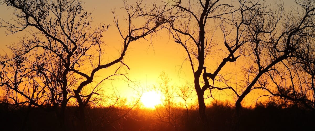 A sunset with silhouetted trees against a vibrant sky.