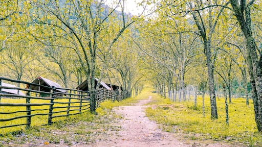 Beautiful yellow pear farm with houses and fences in Nepal