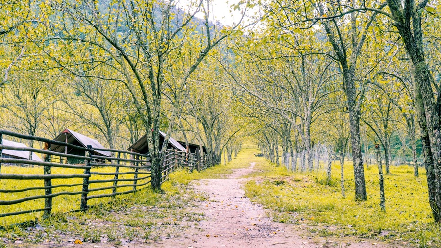 Beautiful yellow pear farm with houses and fences in Nepal