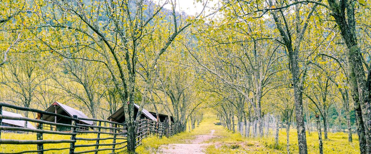 A dirt path flanked by yellow-leaved trees and wooden fences, leading to rustic cabins.