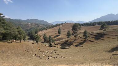 A hilly landscape with terraced fields, scattered trees, and grazing livestock.