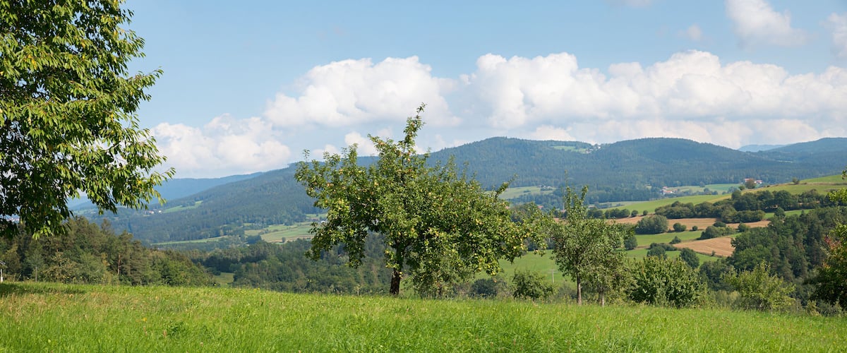 rural landscape Bayerischer Wald, green pasture and apple orchard, lower bavaria
