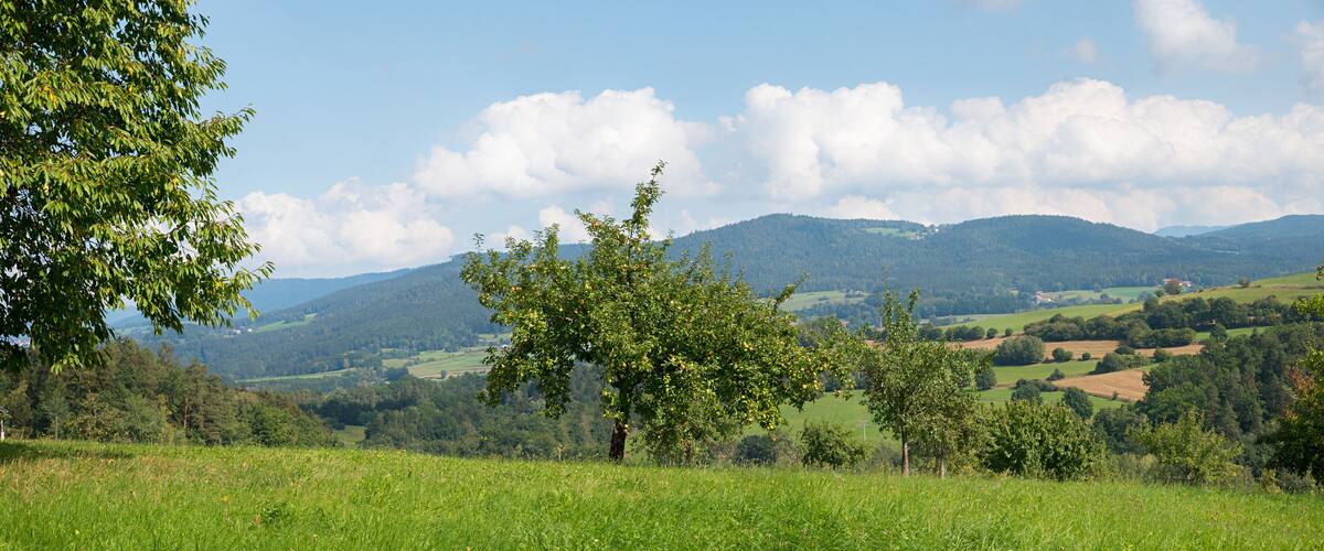 rural landscape Bayerischer Wald, green pasture and apple orchard, lower bavaria