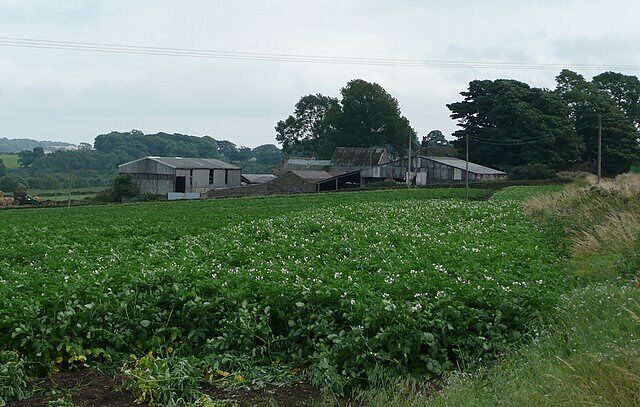 Black Moor Farm Potatoes are growing in the near field.