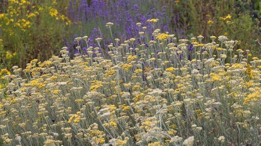 Curry Plant (Helichrysum Italicum).