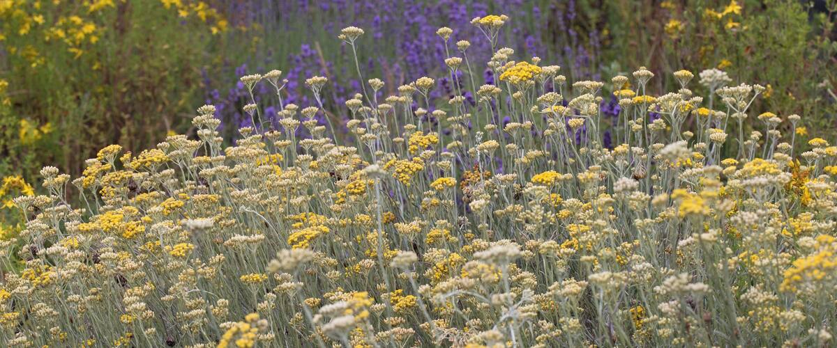 A field of yellow and white flowers with purple and yellow foliage in the background.