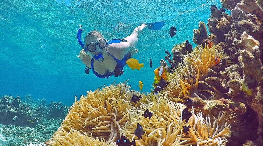 It didn't take long for @theejpalmer to find Nemo at Pele Island in Vanuatu! This spot has the best snorkelling we've seen in Vanuatu. Only an hour north of Port Vila, this little island paradise is a must do! 🚢☀️🐠🌴😀
@pocruises #pocruises #likenoplaceonearth #GoProANZ #vanuatu