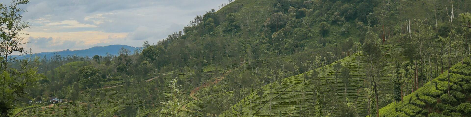Tea plantations in Devala, Tamilnadu