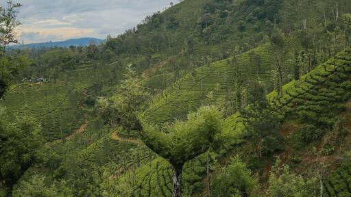 Tea plantations in Devala, Tamilnadu