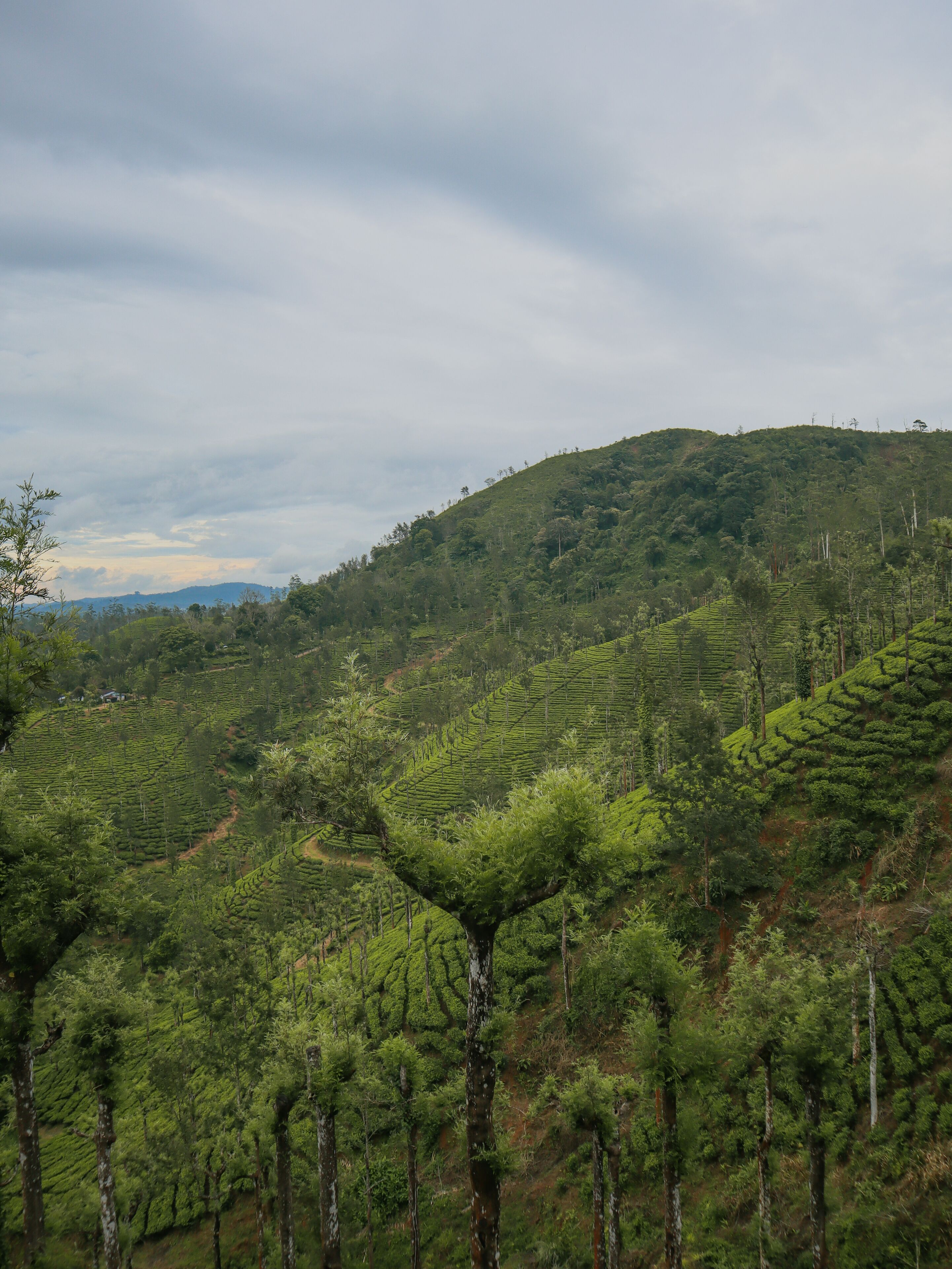 A lush green tea plantation on a hillside with terraced fields.