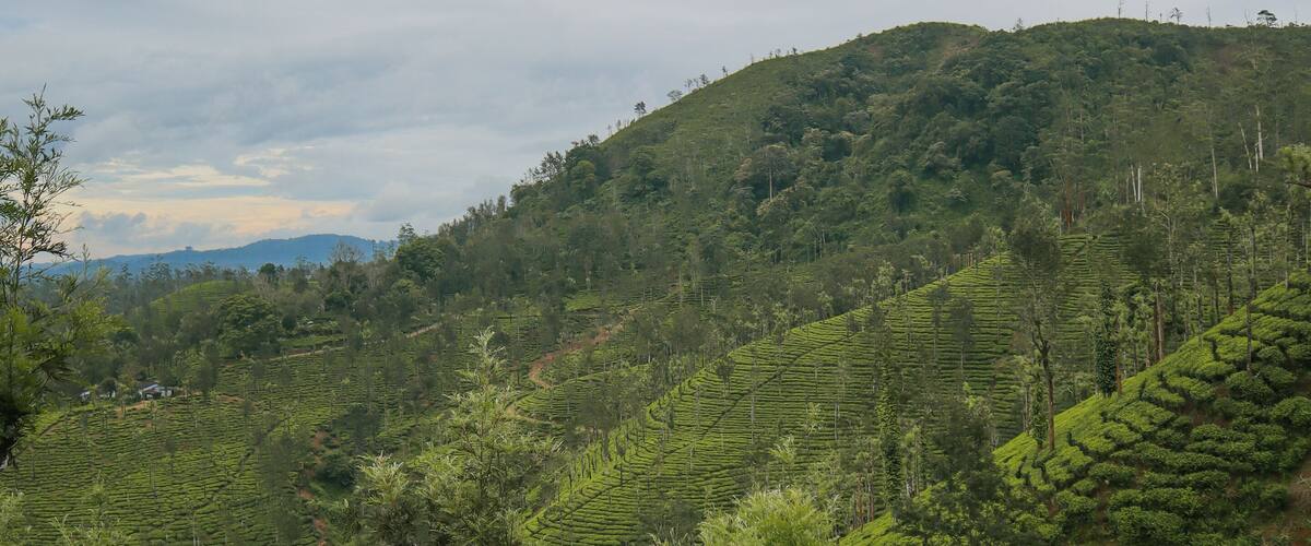 A lush green tea plantation on a hillside with terraced fields.