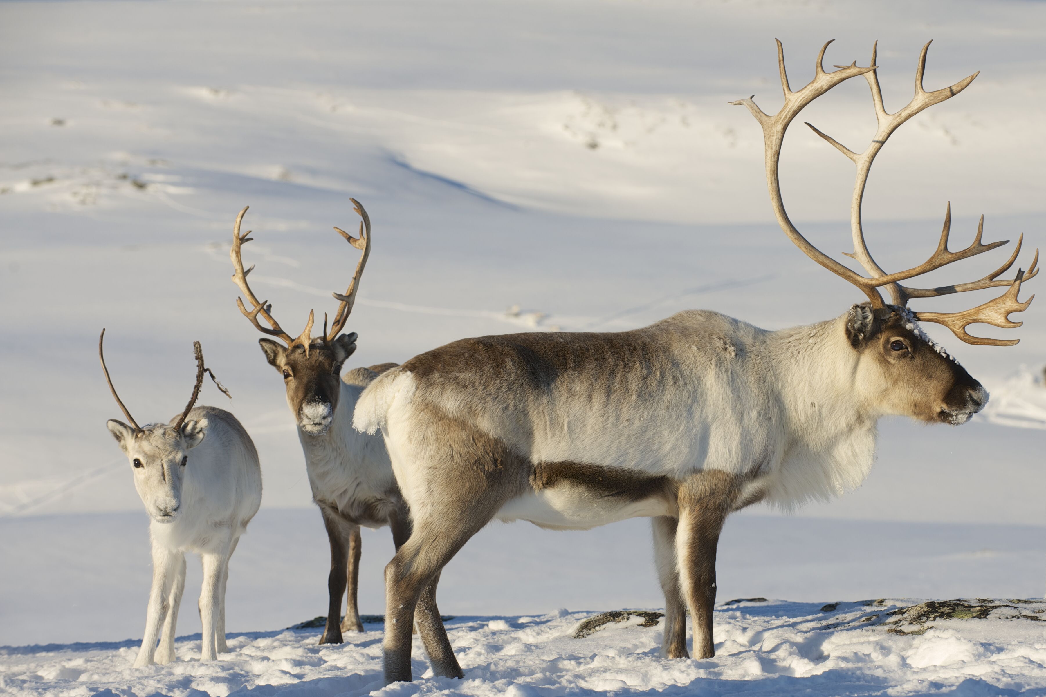 Three reindeer standing in a snowy landscape.
