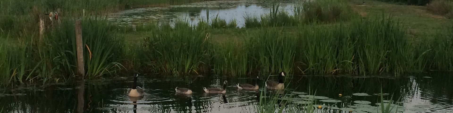 Camp at the Reidplûm in Eernewoude