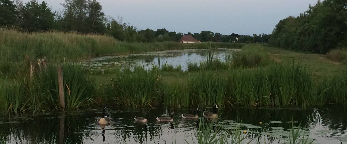 A pond surrounded by tall grass and reeds, with ducks swimming in the water.
