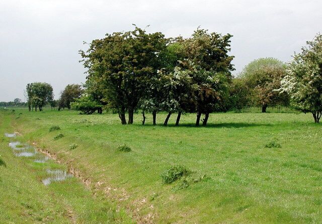 Ellerker Sands, Ellerker, East Riding of Yorkshire, England. Grown out hawthorn hedges marking the old field boundaries on the northern Humber foreshore between the railway line and the riverside embankment.