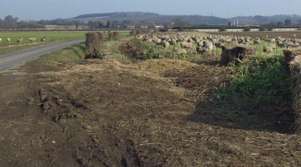 Norfolk Bank Lane, near Ellerker, East Riding of Yorkshire, England.