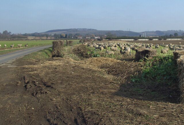 A rural road with a herd of sheep grazing in the fields.