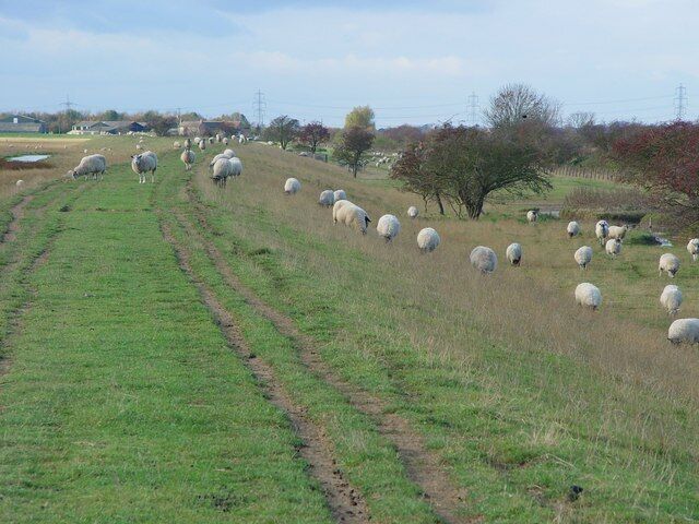 The Welcome Party, south of Ellerker, East Riding of Yorkshire, England. Along the Trans Pennine Trail (west to Crabley Creek).