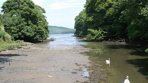 Mawgan Creek With two resident swans.