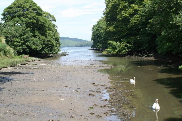 A river with two swans, surrounded by dense green trees.