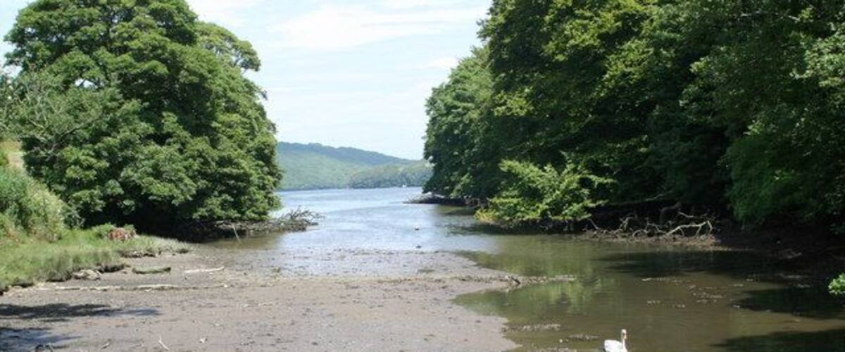 A river with two swans, surrounded by dense green trees.