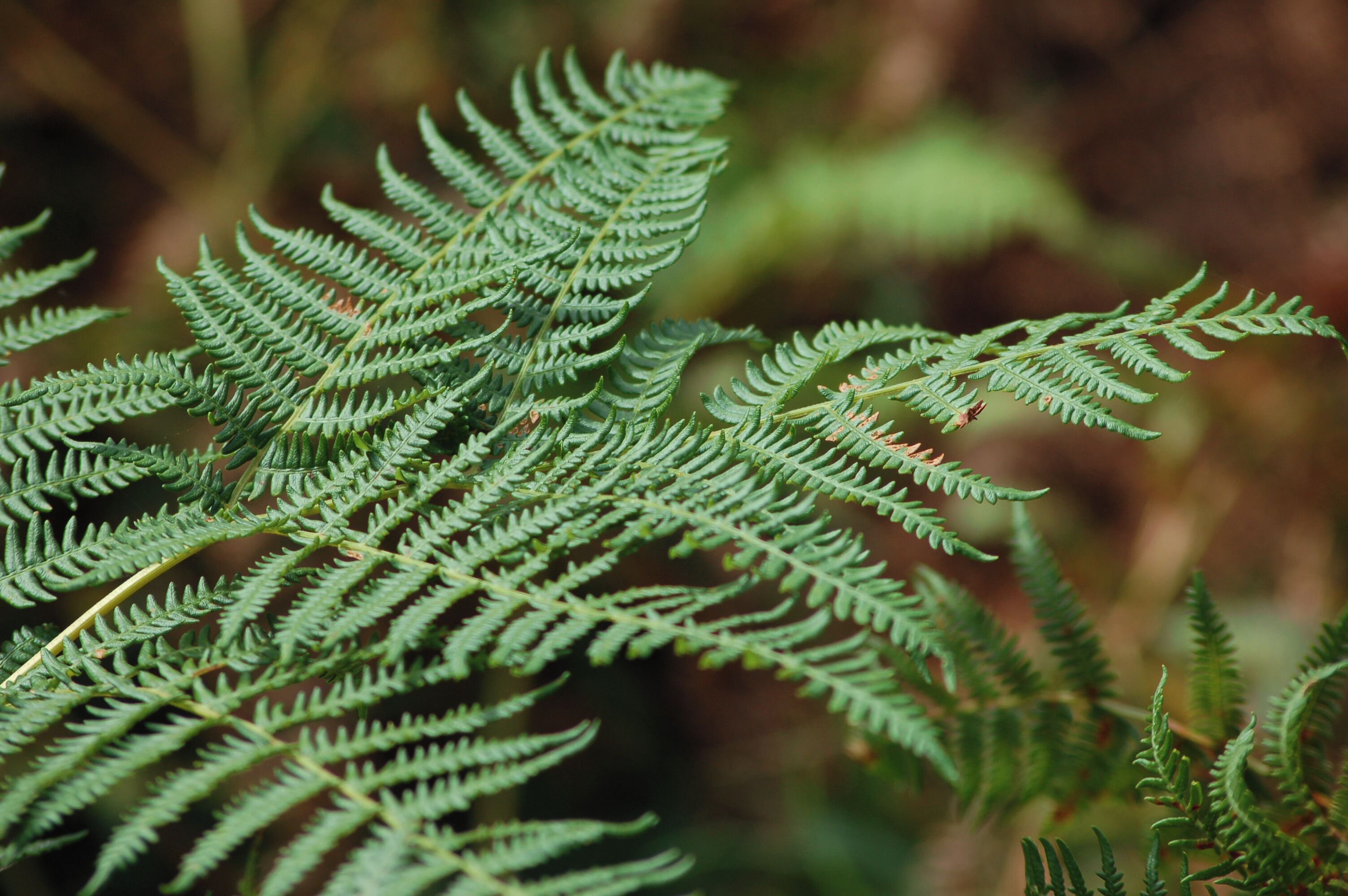 Ferns in the New Forest