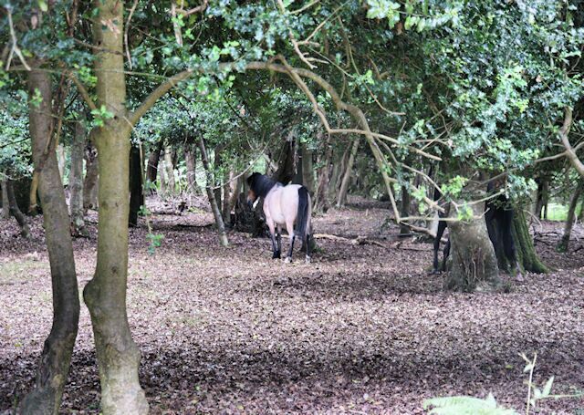 A forest with trees and a horse grazing.