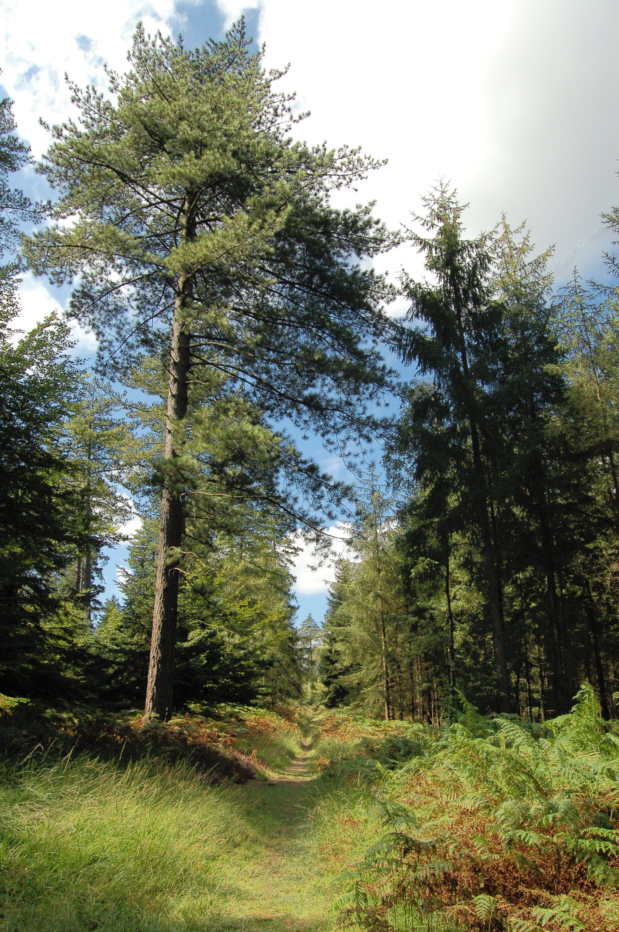 New Forest (Fritham)