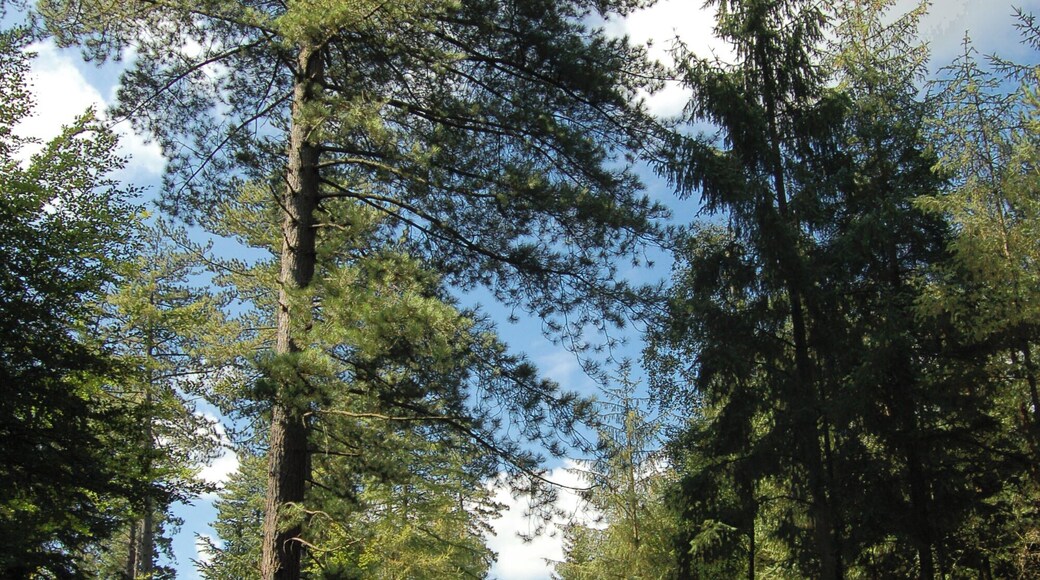 New Forest (Fritham)