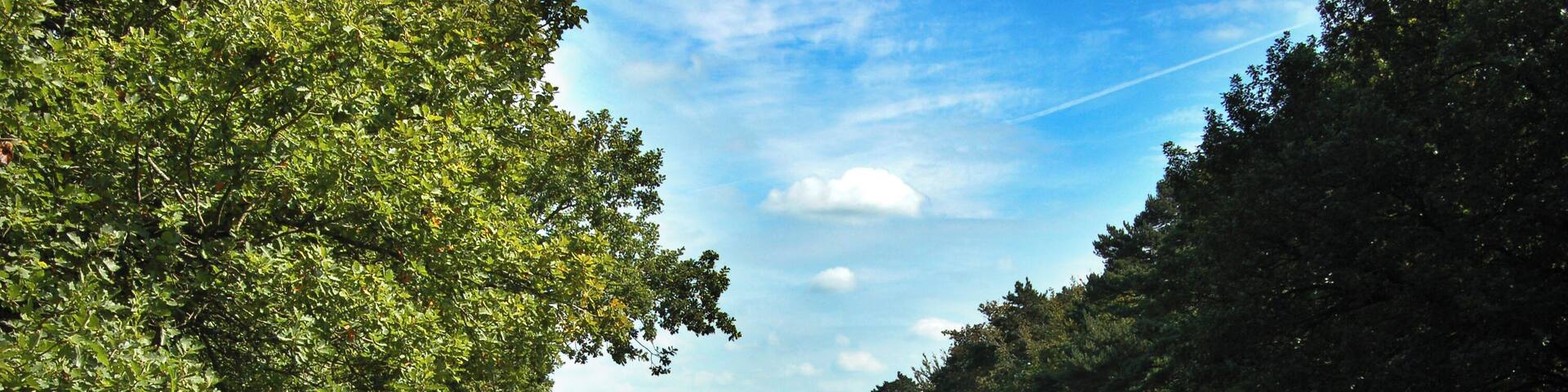 New Forest (Fritham)