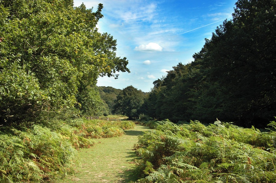 New Forest (Fritham)