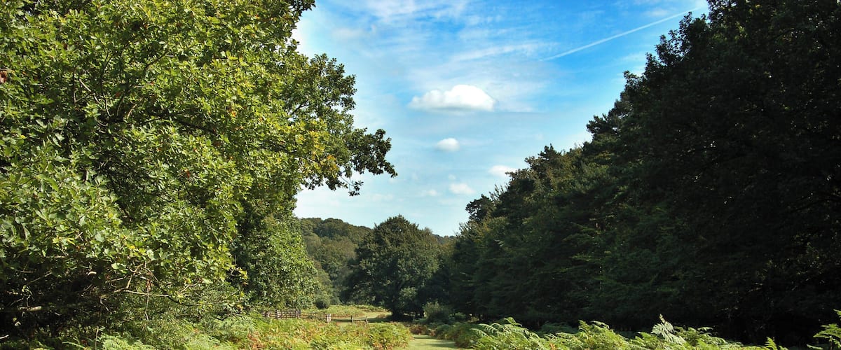 A forested path with dense trees and ferns.
