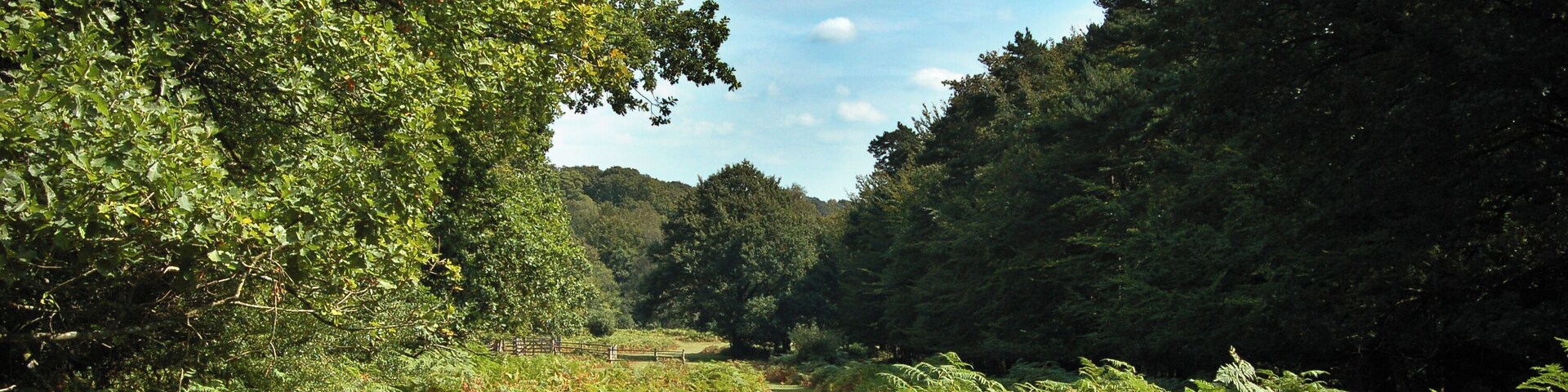 A forested path with dense trees and ferns.