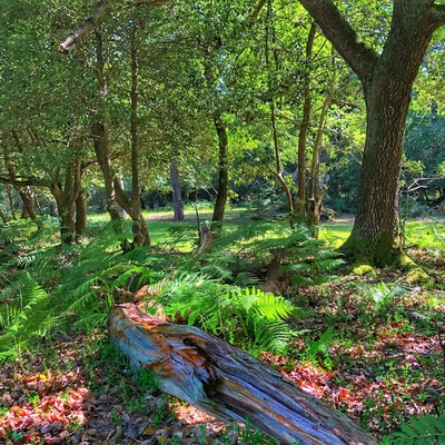 The New Forest is a magical place to spend time walking on the many paths, but first thing in the morning ..... does it get any better?