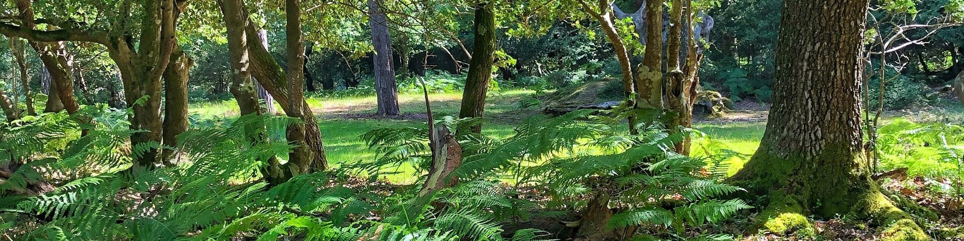 The New Forest is a magical place to spend time walking on the many paths, but first thing in the morning ..... does it get any better?